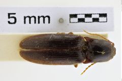 Foto (Dorsalansicht) von Megathous suturalis (NHMW-ZOO-COL-0008966)